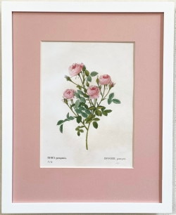 ☆特別限定価格☆ルドゥーテ「4輪のミニバラ」小 ミルキー