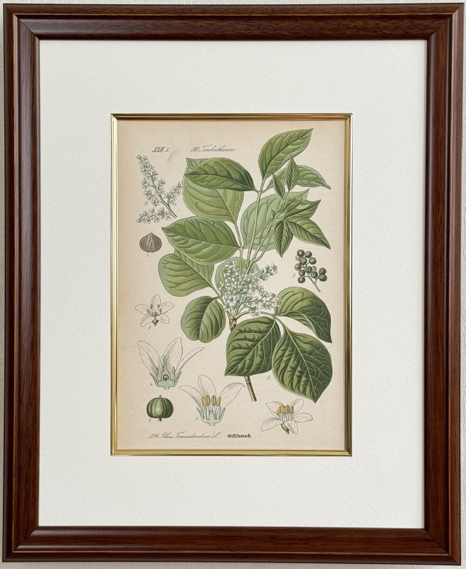 �ȡ���֥ɥ��ġ��������ȥꥢ���������ο�ʪ�׸��� No.324 �ĥ����륷