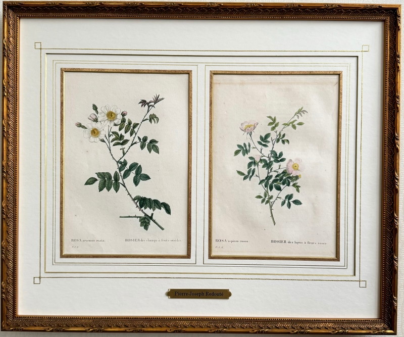 美品 三越発売 定価3万額装◆1835年 ルドゥーテ バラ図譜 ボタニカルアート 美品 三越発売 定価3万額装◇1835年 ルドゥーテ バラ図譜