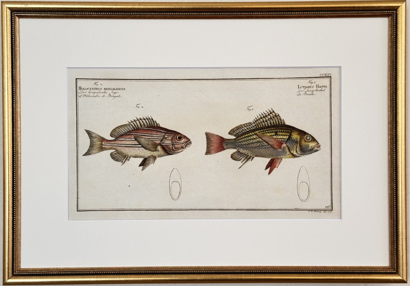 ブロッホ「魚類図譜」1782-85年初版原本 No.246 ハスダイ等