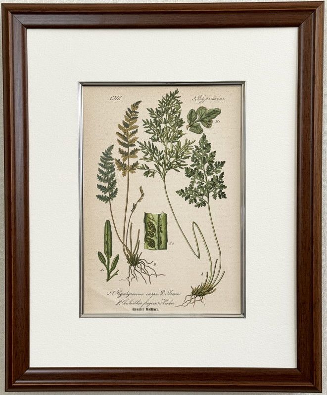 ȡ֥ɥġȥꥢοʪ׸ No.003 ʥץȥޡꥹѡ