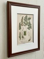 トーメ「ドイツ・オーストリア・スイスの植物」原本 No.003 シダ