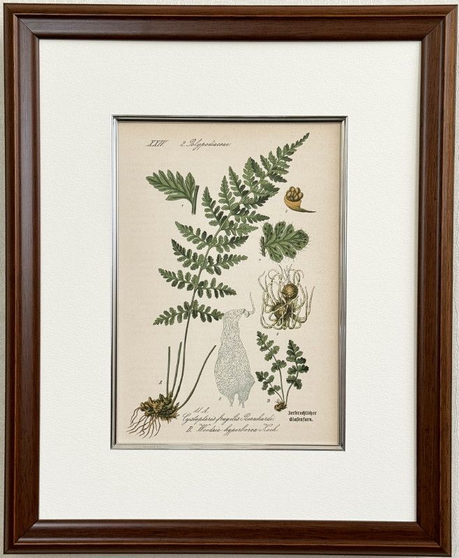 ȡ֥ɥġȥꥢοʪ׸ No.011 ʥʥ襷