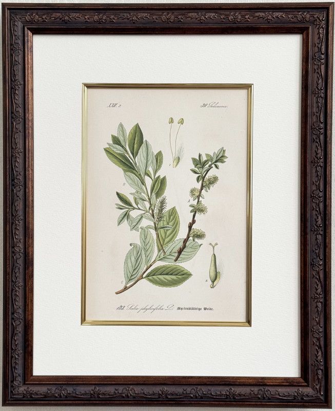 ȡ֥ɥġȥꥢοʪ׸ No.173 ƥ꡼֥ եʥ