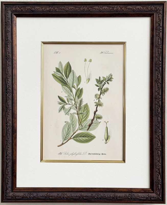 トーメ「ドイツ・オーストリア・スイスの植物」原本 No.173