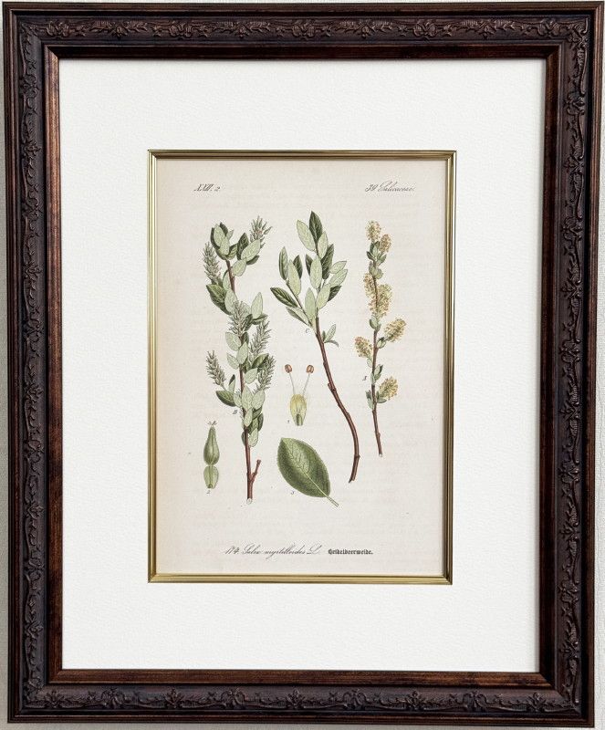 ȡ֥ɥġȥꥢοʪ׸ No.174 ޥʥ