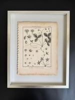 フランス　19世紀植物図鑑いちご　額装 000000002408_1_d49jdOR_thumb.jpg