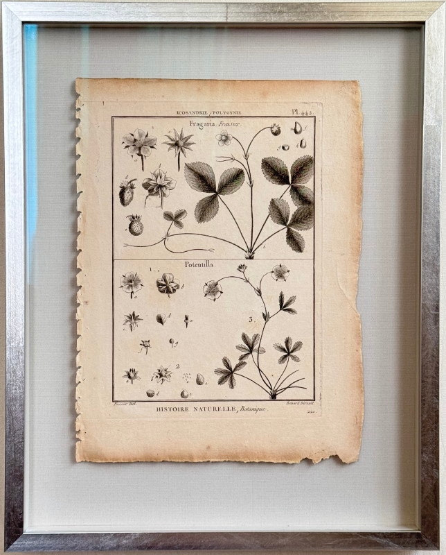 フランス　19世紀植物図鑑いちご　額装 パンクッケ「体系百科全書」より「自然史、植物学」1789-1793年原本 イチゴ