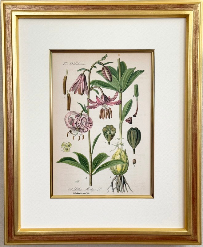 オーストラリアの動物相　マイヤー百科事典　1897年　ドイツ　アンティーク　版画 オーストラリアの動物相 マイヤー百科事典 1897年 ドイツ