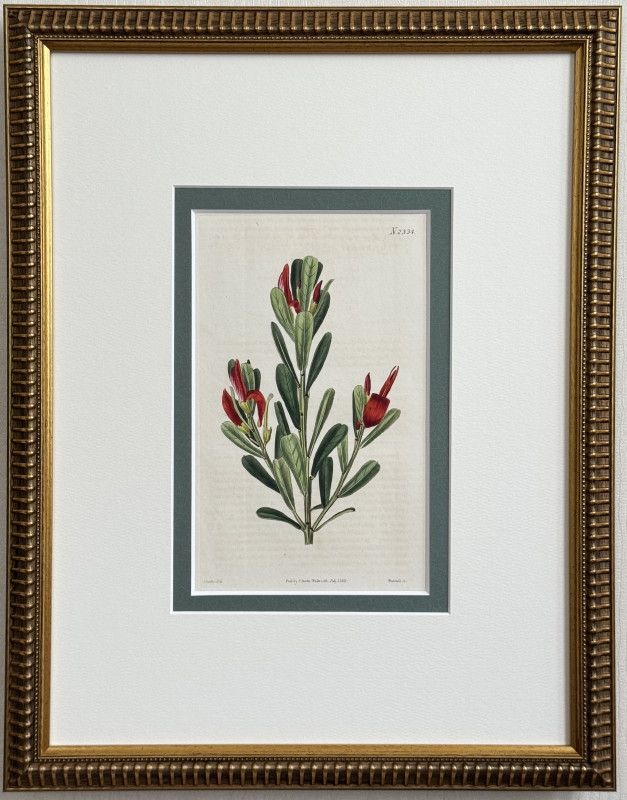 ƥ֥ܥ˥ޥ׸ No.2334 ƥڥȥ˥ȥ