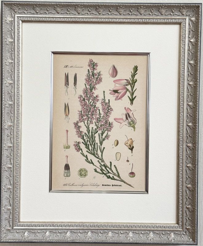 antique ドイツの果実学 リンゴ 植物画　豪華目額装 antique ドイツの果実学 リンゴ 植物画 豪華目額装