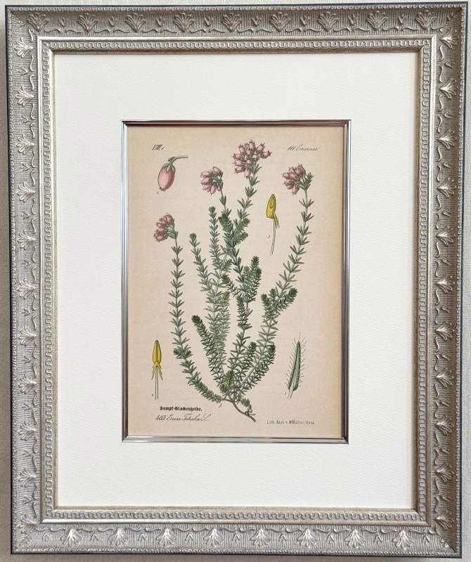 antique ドイツの果実学 リンゴ 植物画　豪華目額装 ドイツの果実学 リンゴ 植物画 アンティーク ボタニカルアート