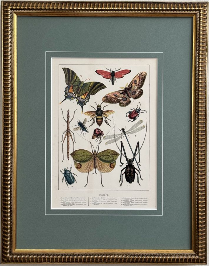 オーストラリアの動物相　マイヤー百科事典　1897年　ドイツ　アンティーク　版画 1839年 Jardine Naturalist's Library 哺乳類 イヌ科 Pl.4 イヌ
