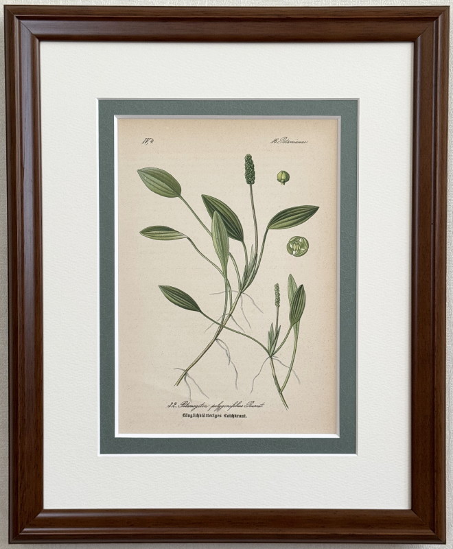 No.300ドイツ ビンテージ 紙もの ボタニカルアート 植物図鑑 水彩画 No