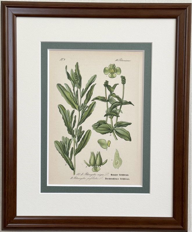 �ȡ���֥ɥ��ġ��������ȥꥢ���������ο�ʪ�׸��� No.033 ���ӥ�ʿ����