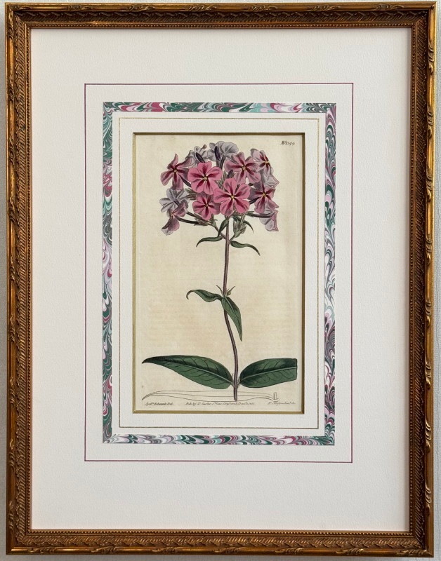 カーティス原本 特別額装 No.1344 フロックス・カロライナ