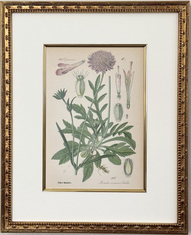 ȡ֥ɥġȥꥢοʪ׸ No.562 ʥƥ٥󥷥