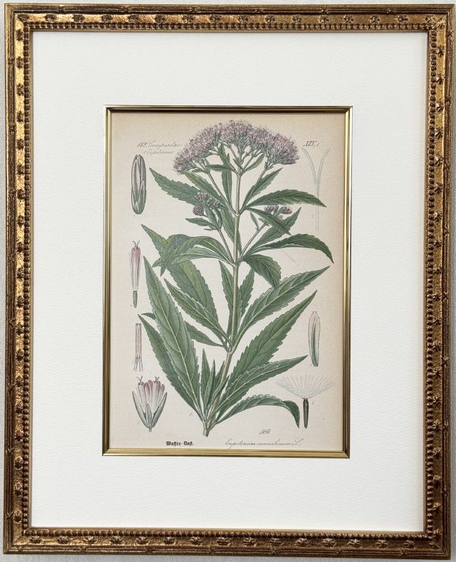 ȡ֥ɥġȥꥢοʪ׸ No.564 桼ѥȥꥦƣ-եХޡ