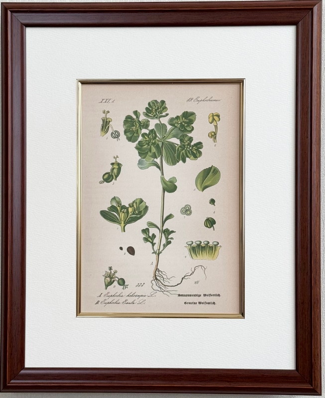 �ȡ���֥ɥ��ġ��������ȥꥢ���������ο�ʪ�׸��� No.333 �ȥ���������