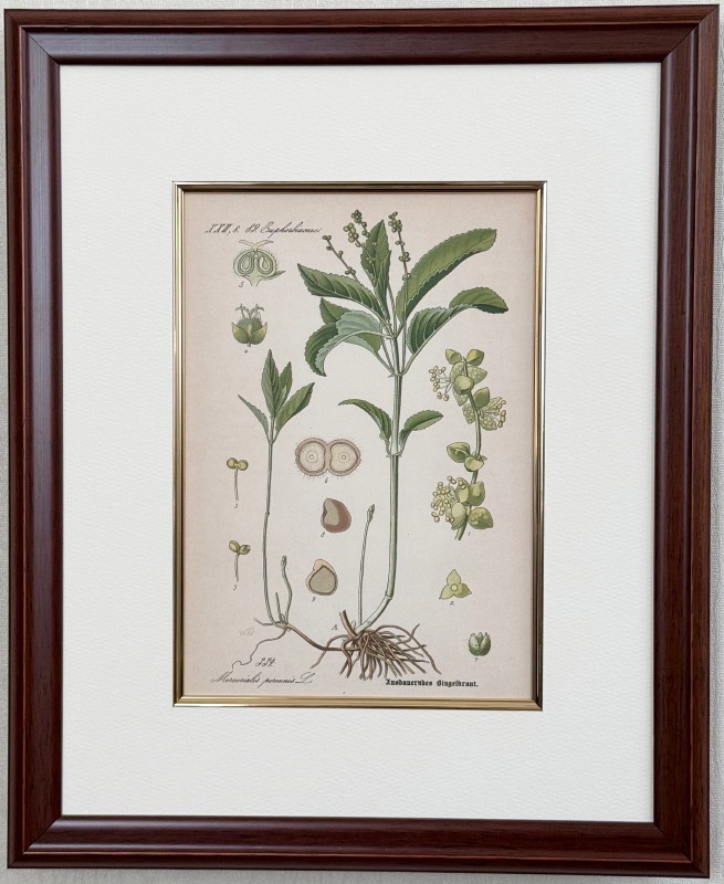 �ȡ���֥ɥ��ġ��������ȥꥢ���������ο�ʪ�׸��� No.334 ��륯�ꥢ�ꥹ���ڥ��˥�