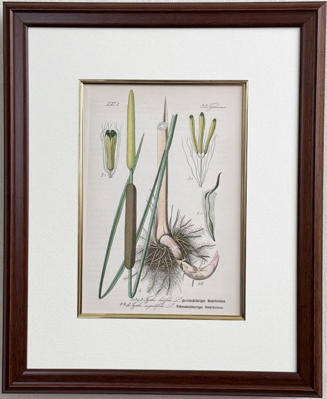 �ȡ���֥ɥ��ġ��������ȥꥢ���������ο�ʪ�׸��� No.044 �ҥᥬ��