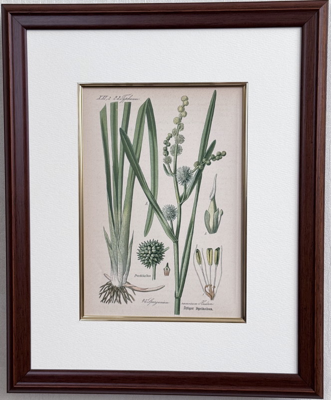 �ȡ���֥ɥ��ġ��������ȥꥢ���������ο�ʪ�׸��� No.045 �ߥ���