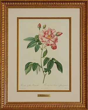 ルドゥーテ「ピンクのしぼりバラ」大