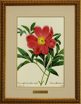 ルドゥーテ105「西洋牡丹(ボタン)」