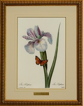 ルドゥーテ060「イングリッシュ・アイリス」