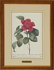 カメリア（ツバキ、椿）の絵を販売 ルドゥーテのカメリア赤 額絵の店