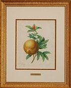 ざくろの絵(ザクロの絵)の販売 【クラーベル】ルドゥーテのざくろの絵