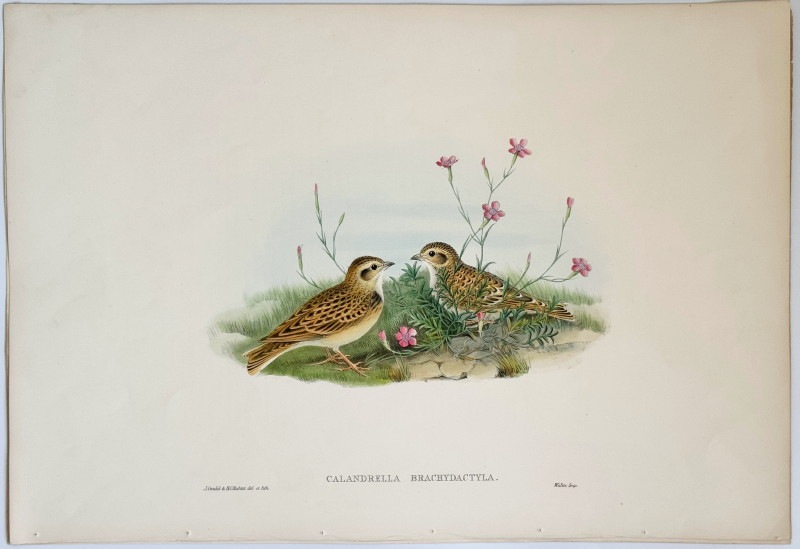 ɡ֥ꥹĻ׸ No.3-21 ҥХʥҥᥳƥ󥷡Ĥ