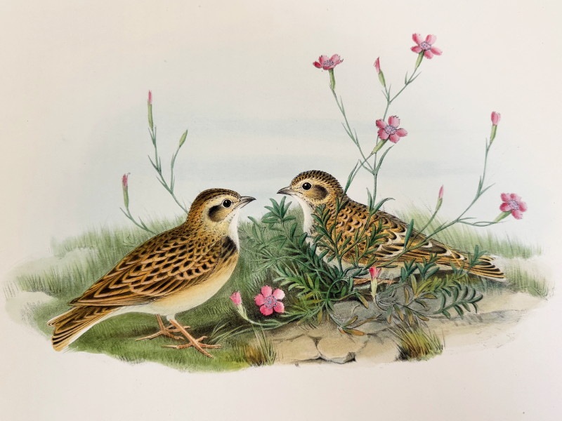 ɡ֥ꥹĻ׸ No.3-21 ҥХʥҥᥳƥ󥷡Ĥ