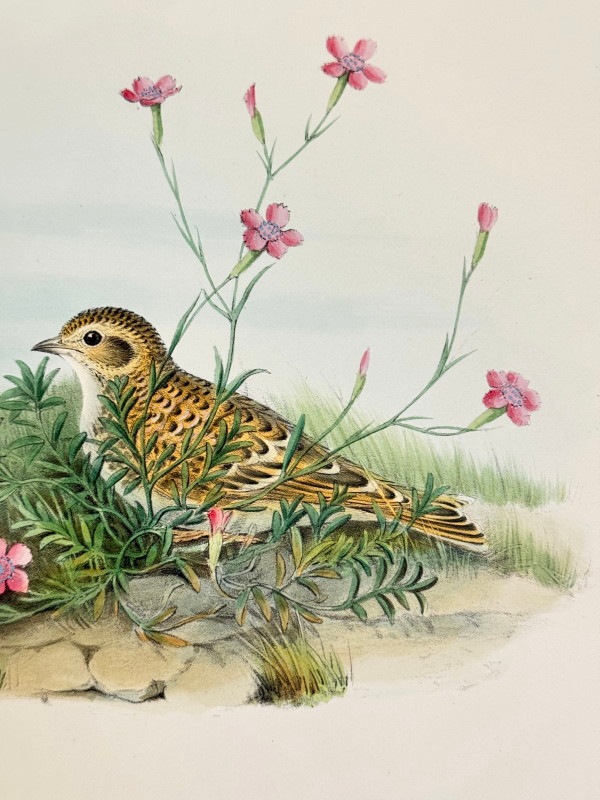 ɡ֥ꥹĻ׸ No.3-21 ҥХʥҥᥳƥ󥷡Ĥ