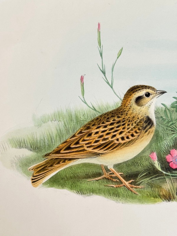 ɡ֥ꥹĻ׸ No.3-21 ҥХʥҥᥳƥ󥷡Ĥ