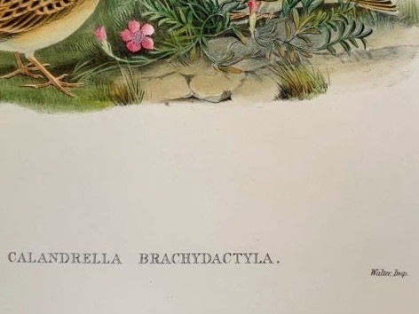 ɡ֥ꥹĻ׸ No.3-21 ҥХʥҥᥳƥ󥷡Ĥ