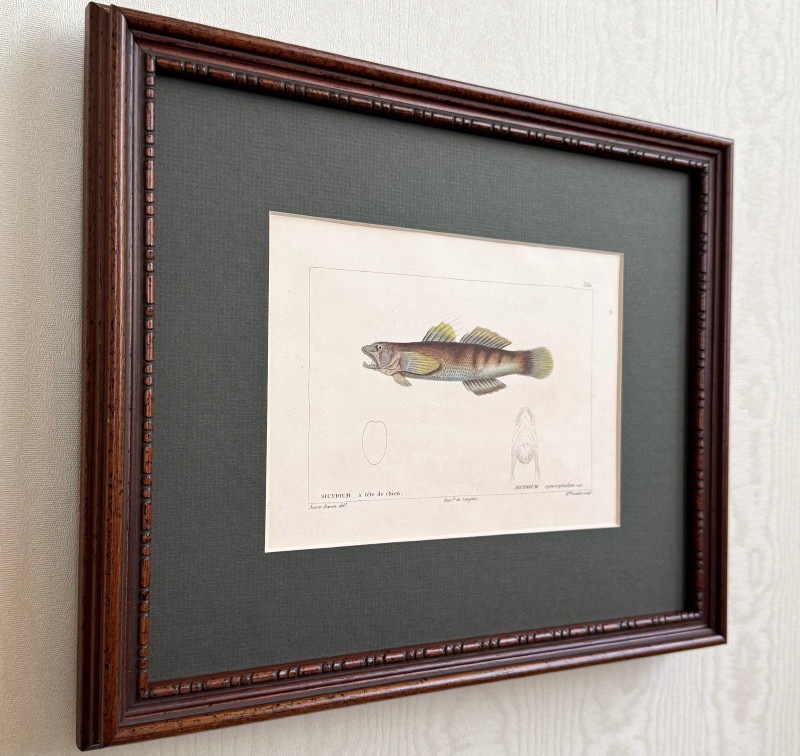 ӥֵʪ1828-50ǯܡ֥ϥ 