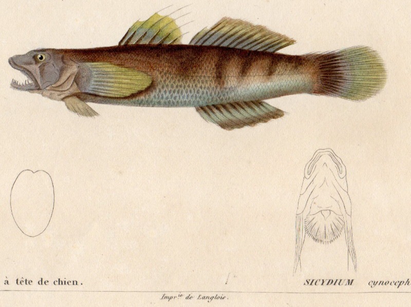 ӥֵʪ1828-50ǯܡ֥ϥ 