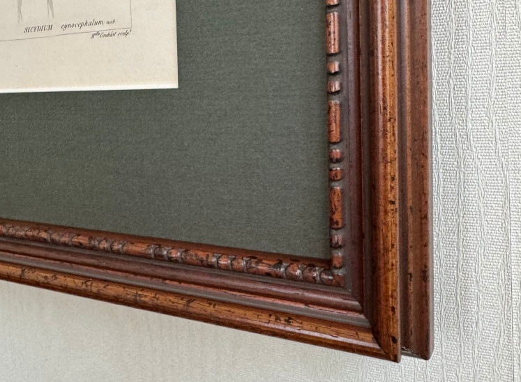 ӥֵʪ1828-50ǯܡ֥ϥ 