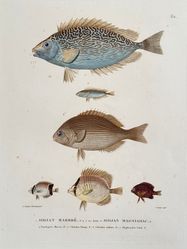 ե쥷֥͡ˡ椪ӥե̹ҵϿ1824ǯǸ No.62 88,000ߤ10%OFF)