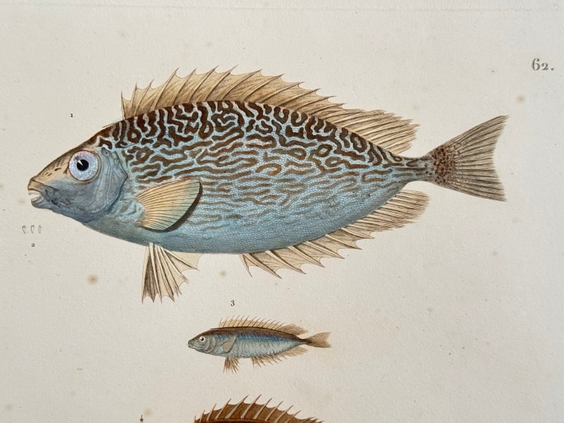 ե쥷֥͡ˡ椪ӥե̹ҵϿ1824ǯǸ No.62 88,000ߤ10%OFF)