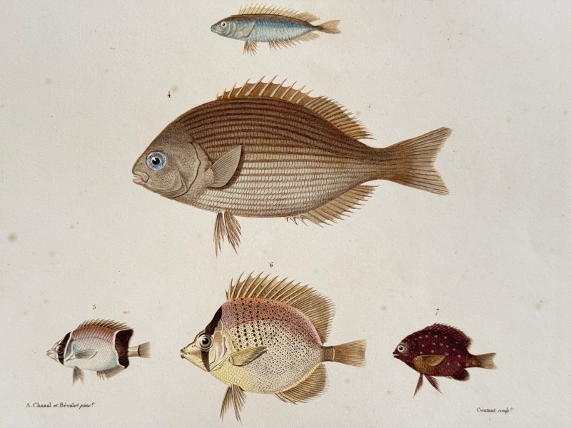 ե쥷֥͡ˡ椪ӥե̹ҵϿ1824ǯǸ No.62 88,000ߤ10%OFF)