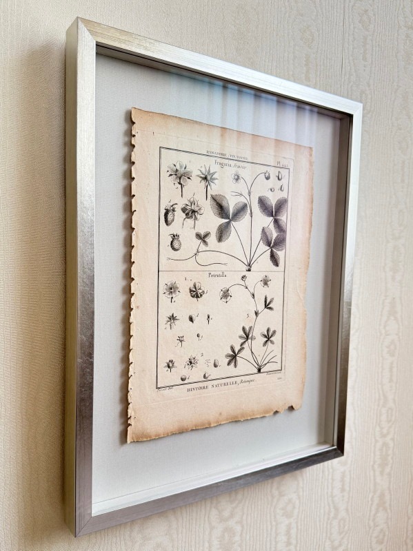 �ѥ󥯥å����η�ɴ������פ��ּ����ˡ���ʪ�ء�1789-1793ǯ���� ������