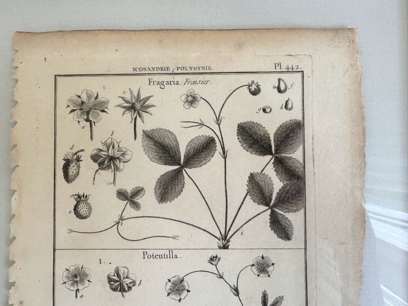 パンクッケ「体系百科全書」より「自然史、植物学」1789-1793年