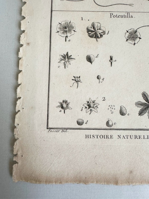 �ѥ󥯥å����η�ɴ������פ��ּ����ˡ���ʪ�ء�1789-1793ǯ���� ������