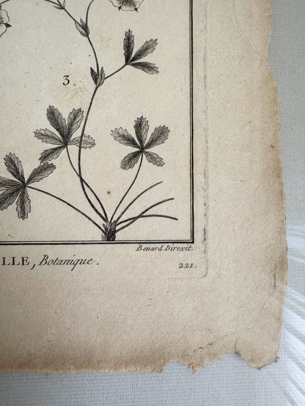 �ѥ󥯥å����η�ɴ������פ��ּ����ˡ���ʪ�ء�1789-1793ǯ���� ������