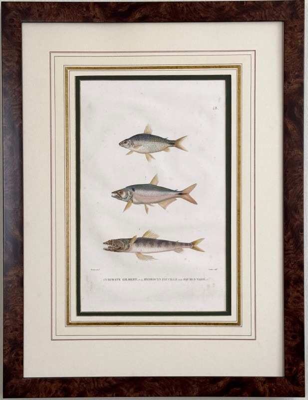 ե쥷֥͡ˡ椪ӥե̹ҵϿ1824ǯǸ No.48 99,000ߤ20%OFF