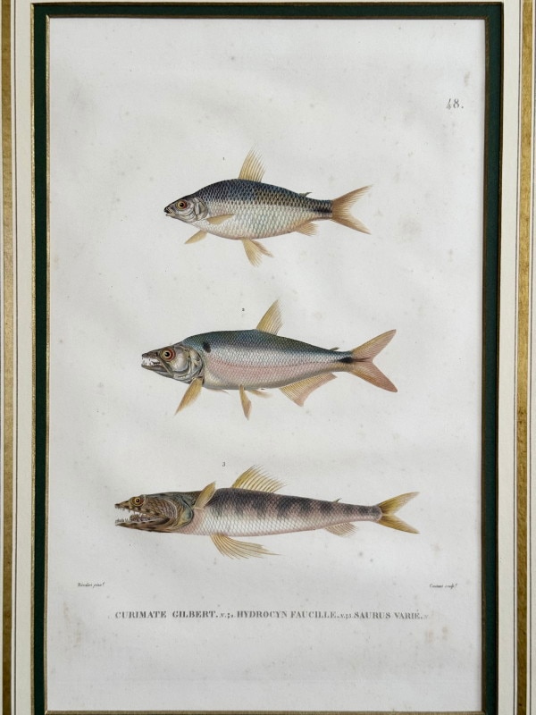 ե쥷֥͡ˡ椪ӥե̹ҵϿ1824ǯǸ No.48 99,000ߤ20%OFF