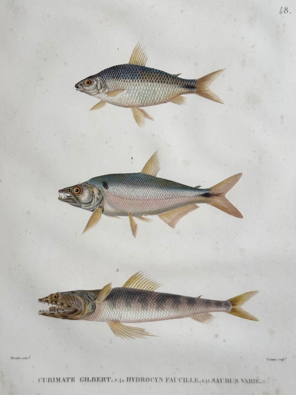 ե쥷֥͡ˡ椪ӥե̹ҵϿ1824ǯǸ No.48 99,000ߤ20%OFF