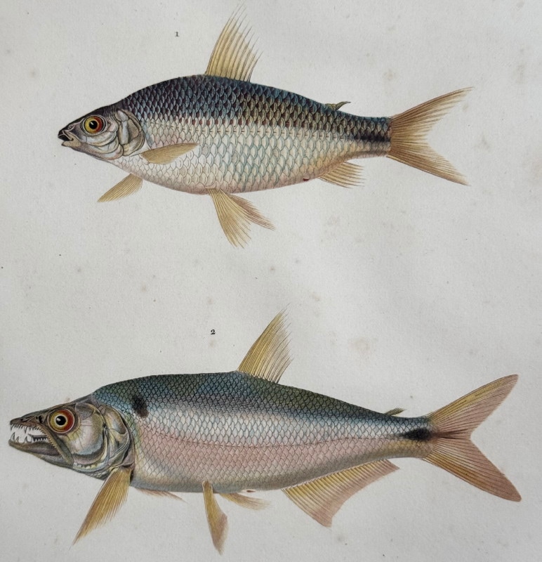 ե쥷֥͡ˡ椪ӥե̹ҵϿ1824ǯǸ No.48 99,000ߤ20%OFF